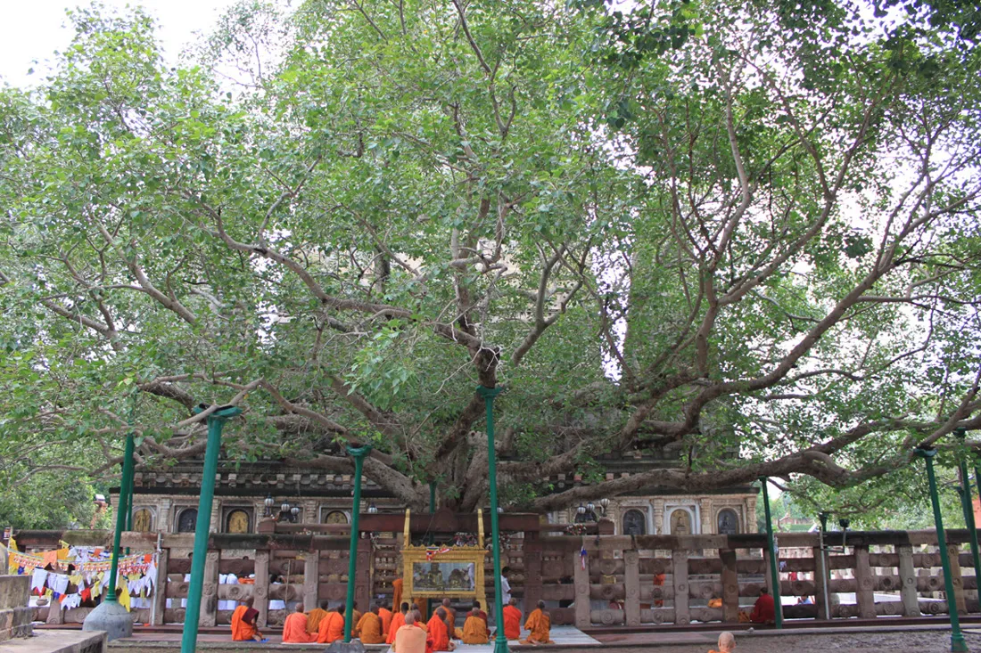 Cội Đại Bồ Đề