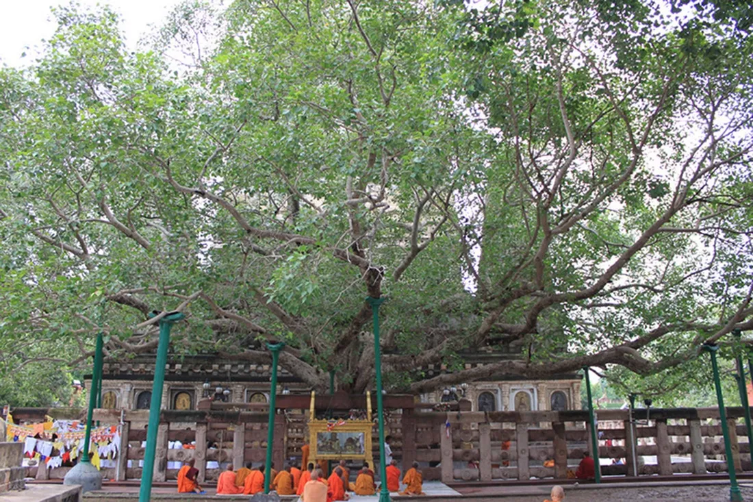 Cội Đại Bồ Đề - nơi Thái tử đạt quả vị chánh đẳng, chánh giác