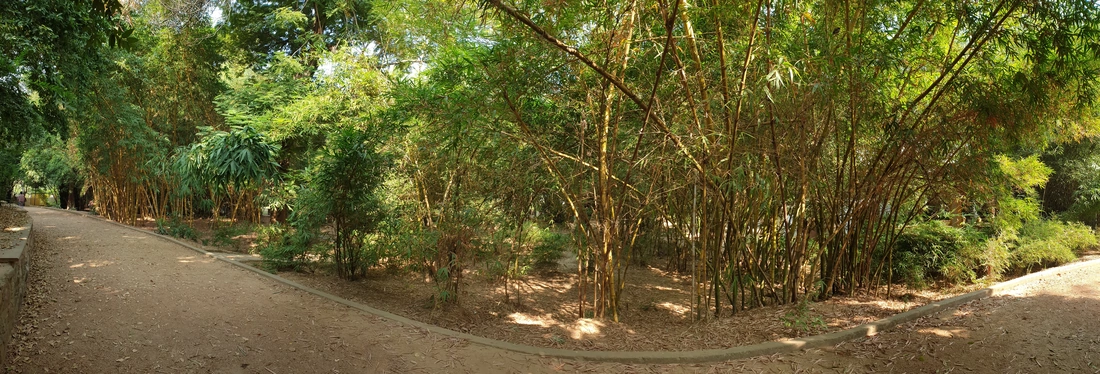 Trúc tại Trúc Lâm Tinh Xá