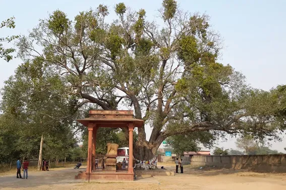 Đền thờ trụ đá vua A Dụng dựng có đầu voi và cây Bồ Đề