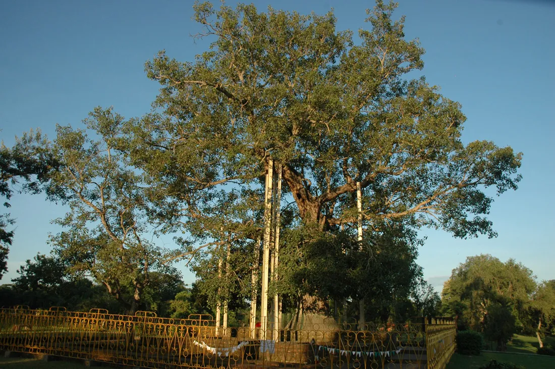 Cây Bồ Đề Anan