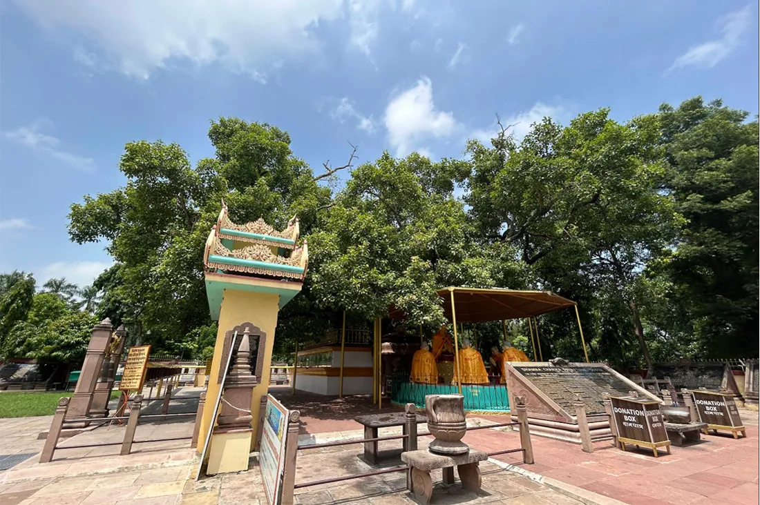 Cây bồ đề chùa Srilanka